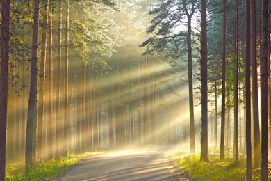 Sunshine In The Woods HD Pretty Wallpapers Free HD Wallpapers ...