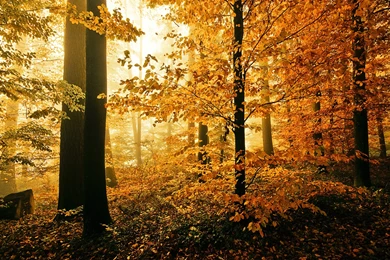 Autumn Day In The Woods Wallpapers