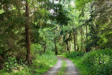 Road In The Woods Wallpapers Desktop