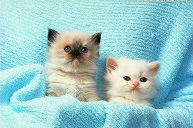 Super Cute Little Kittens Wallpapers 143   Wallcoo.net