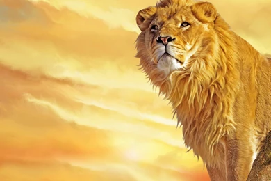 Animated Lion Wallpapers Free Dowload 3d Hd Pictures.