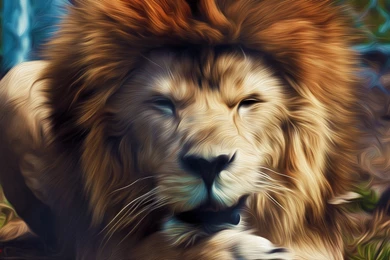 811 Lion HD Wallpapers