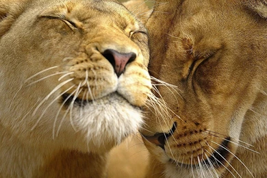 Lions, Wallpapers, Animated, Love (