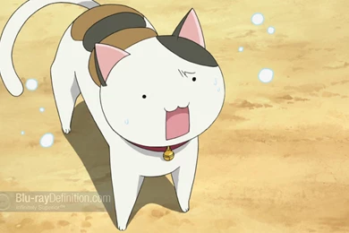 Nyan Koi!: Complete Collection Blu ray Review