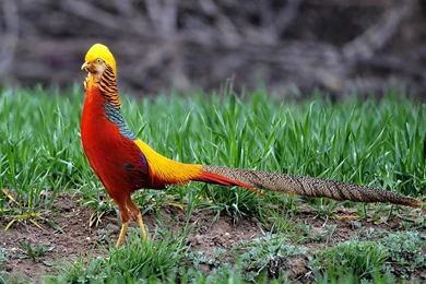 Bird HD Wallpapers For Desktop HR1