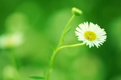 Flower Wallpapers High Resolution (9) – Amazing Trends