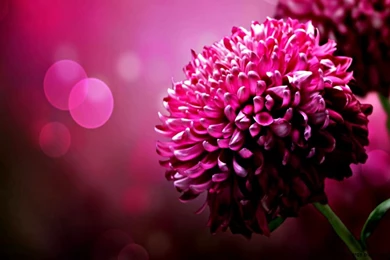 Wallpapers Hd Widescreen High Quality Desktop Flower