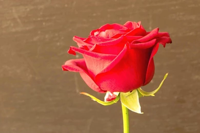 Flowers A Beautiful Red Rose High Quality  HD Wallpapers