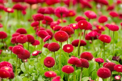 Red Flower Wallpapers High Quality Resolution : Flower Wallpapers ...