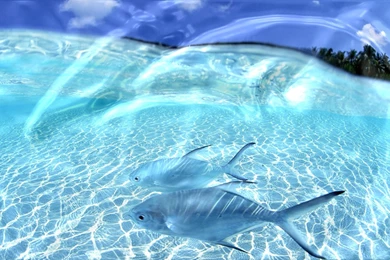 Living Wallpapers   Wallpapers HD Base