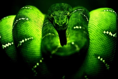 Green Cobra Snake Hd Wallpapers