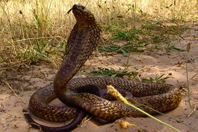 Snake Backgrounds Wallpapers