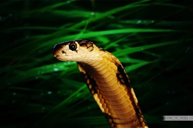 King Cobra Snake Wallpapers