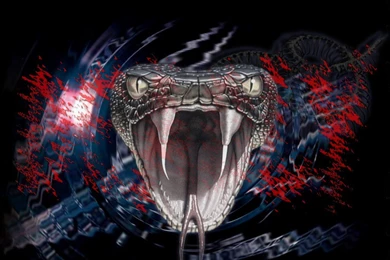 Wallpapers Snake Snakes Hd Cool 1024x768