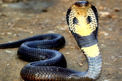 Cobra Snake