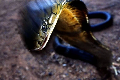 Snake King Cobra (id: 104579) – BUZZERG