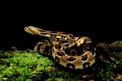 Black Cobra Wallpapers