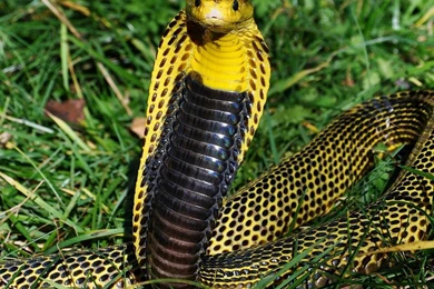 Cobra Samar Snake Animals Samar Cobra HD Wallpapers, Desktop ...