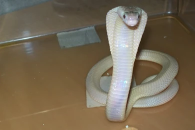 Download Cobra Snakes Wallpapers 1024x768