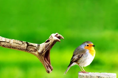 Snake Eat Bird Image
