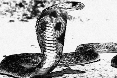 King Cobra Pics Snake Wallpapers