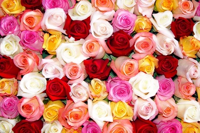 Wallpaper: Buds, Flowers, Different, Roses, Many, Colors, Colorful ...