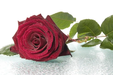 Freshest Red Roses Wallpaper, Rose Flower Images, Rose Pictures ...