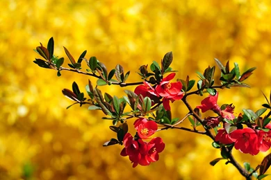 HD Top 10 Wallpapers