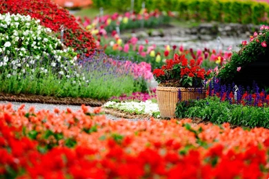 Flower Garden Wallpapers
