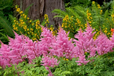 Photography, Astilbe, Garden, Wallpaper, Washington, Flower (