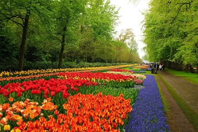 Netherlands Keukenhof Flower Garden Wallpapers