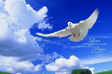 Bible+guotes+with+doves+