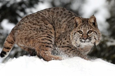 Bobcat Wallpapers 1   HD Wallpaper Backgrounds