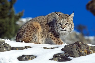 Adorable Bobcat Wallpapers