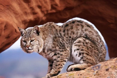Bobcat Wallpapers