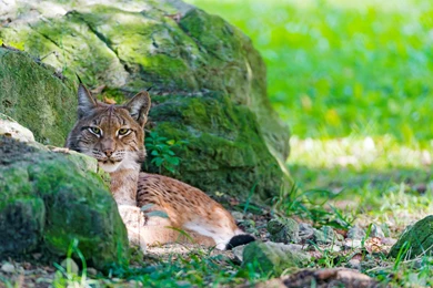 Awesome Bobcat HD Wallpapers Free Download
