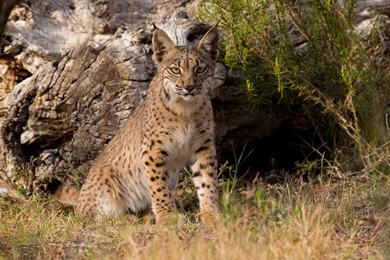 20 Bobcat HD Wallpapers