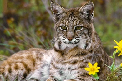 Bobcat Close Up Wallpapers For PC