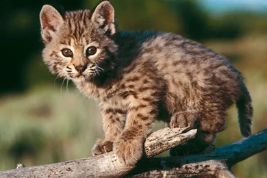 HD Free Baby Bobcat Wallpapers Baby Animals Animals Wallpapers ...