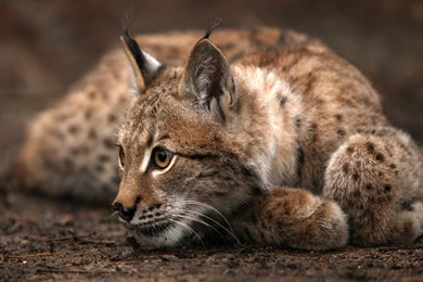Bobcat Resting Somewhere In The Woods Wallpapers Photo.