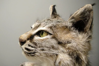 Pet Bobcats   Wallpaper.