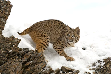 Free HQ Bobcat In Winter Wallpapers   Free HQ Wallpapers