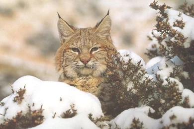 BIG BOBCAT WALLPAPER   (