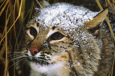 Where Is Wallpaper: Bobcat Wallpapers