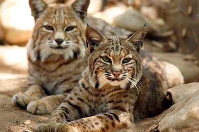 Awesome Bobcat HD Wallpapers Free Download