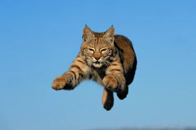 Bobcat Images