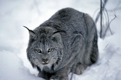 Grey Bobcat   Best Wallpapers On Your Desktop: Animal