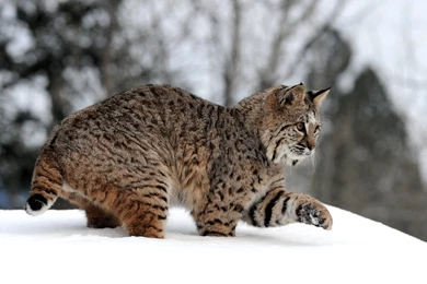 Pet Lynx For Sale   Wallpaper.