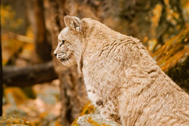 Bobcat HD Desktop Wallpapers : High Definition : Fullscreen : Mobile