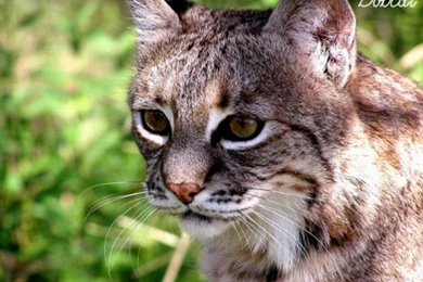 Wallpapers Collections: Bobcat Pictures